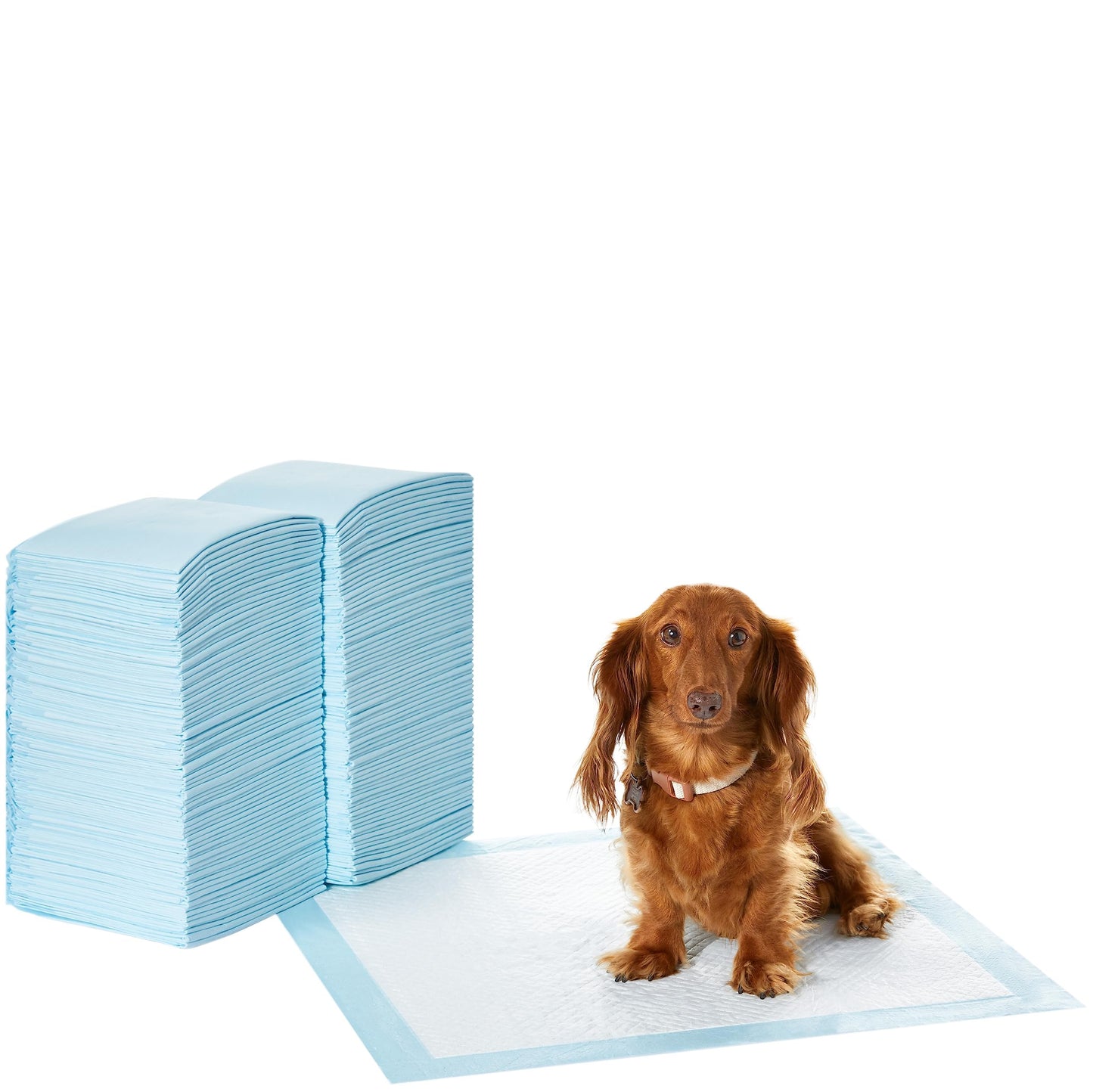 Amazon Basics Dog and Puppy Pee Pads with Leak-Proof Quick-Dry Design for Potty Training, Standard Absorbency, Regular Size, 22 x 22 Inches, Pack of 100, Blue & White