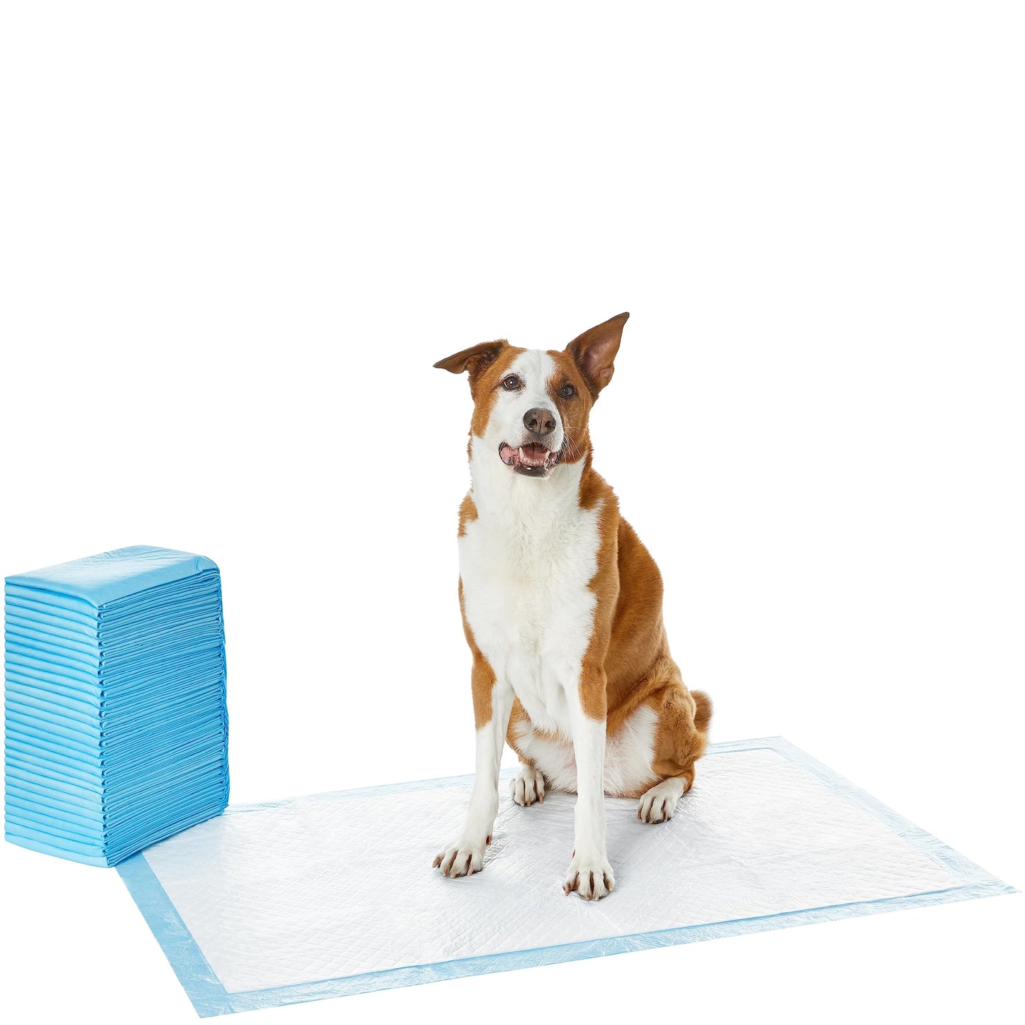 Amazon Basics Dog and Puppy Pee Pads with Leak-Proof Quick-Dry Design for Potty Training, Standard Absorbency, Regular Size, 22 x 22 Inches, Pack of 100, Blue & White